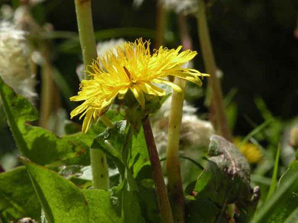 New dandelion species found in Spain