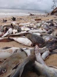 5 million aquatic animals die at Mara river in Kenya
