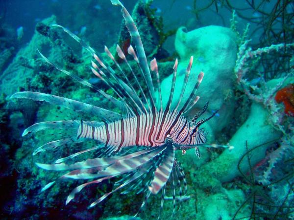 Exotic species spreading through world’s seas