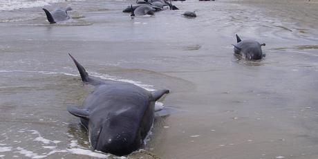 Stranded whales feared dead in New Zealand’s Stewart Island