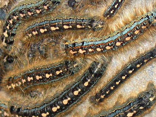 Caterpillars invasion in Probolinggo, East Java