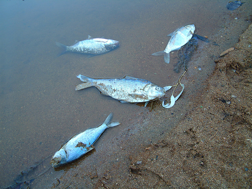 Fish kills reported on West Australian coast