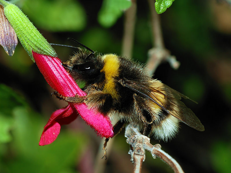 Bumblebees on edge of extinction