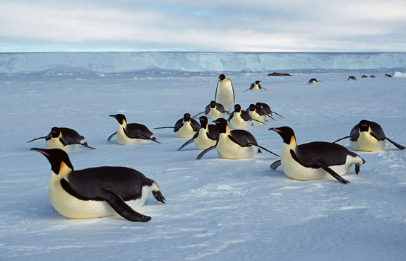 A colony of emperor penguins disappears