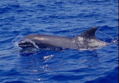 50 melon-headed whales stranded on Ibaraki shore in Japan