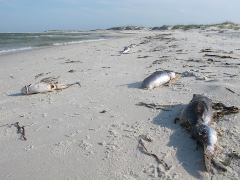 Dead spadefishes at Alabama, sei whale in Virginia