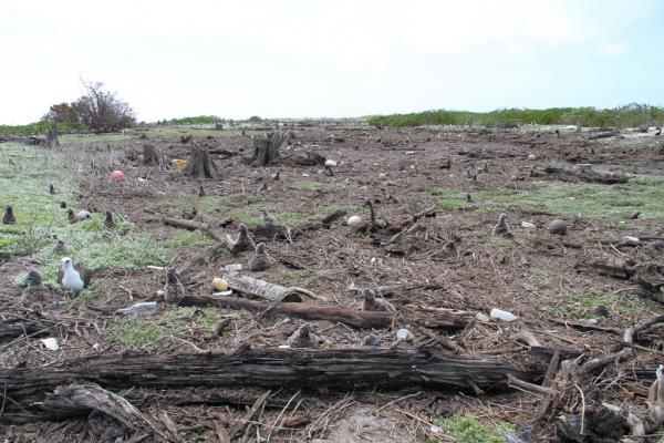Thousands of seabirds swept by tsunami on Midway atoll