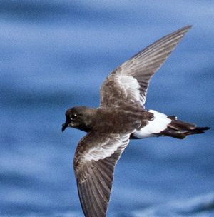 Discovery of new species of seabird, the first in 89 years