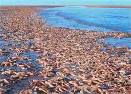 Hundreds of dead starfish wash up on Talybont beach, UK