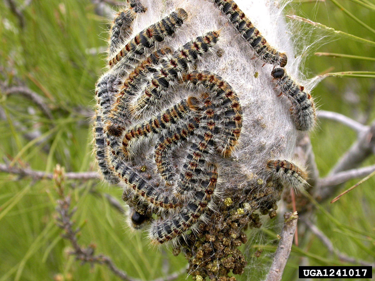 Toxic caterpillars invasion in UK