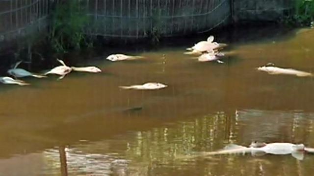 Hundreds Of Fish Die In Northside Pond, Florida