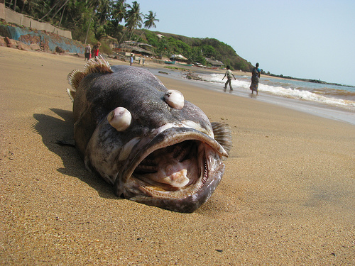 Dead fishes washed ashore on Goa beach
