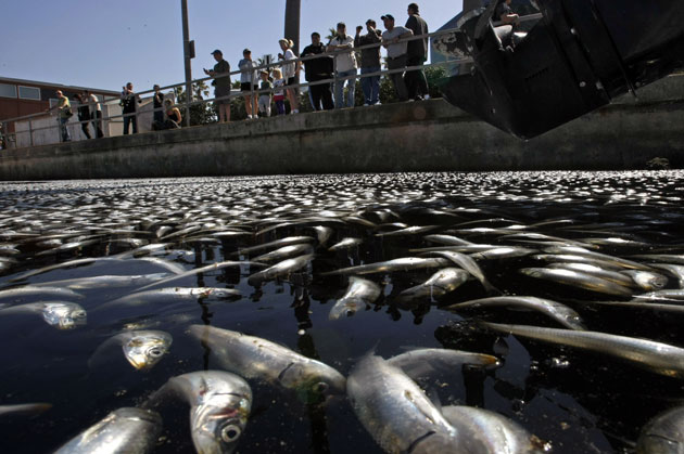 Hundreds of dead fish, dolphins and sea lions found in California