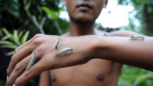 Caterpillars swarm over parts of Indonesia