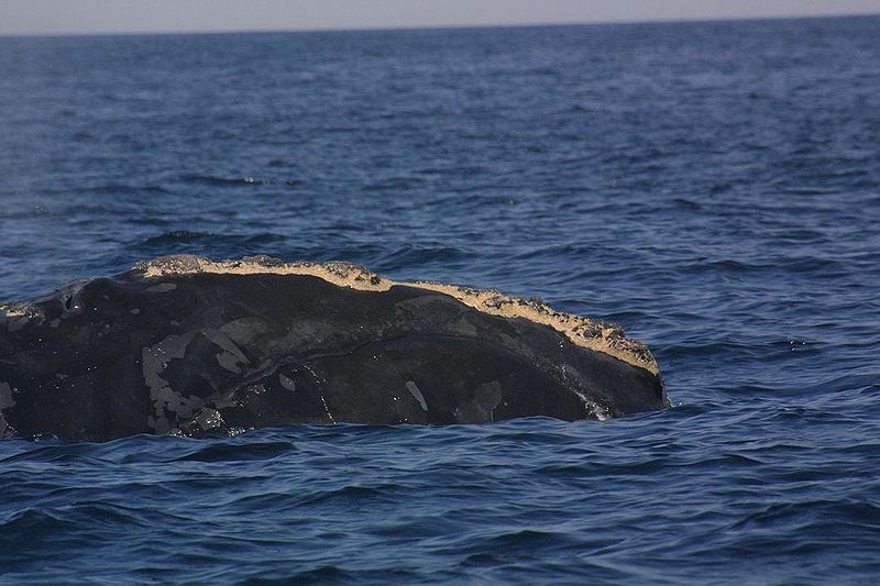 hundreds-of-endangered-whales-swarming-new-england-coast