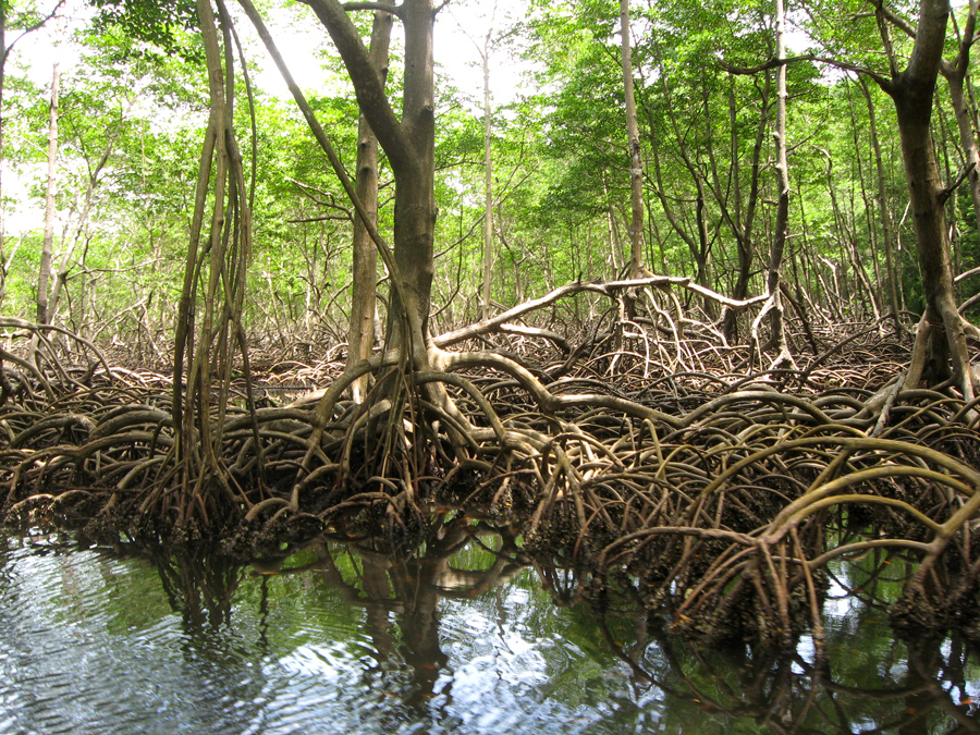Global mangrove forest destroyed rapidly