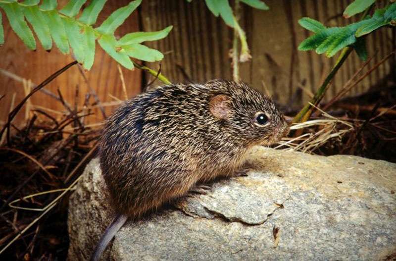 Study of Deer Mice on California’s Channel Islands provides new information on Hantavirus