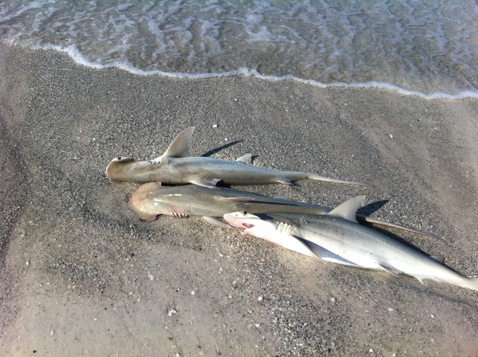 death-of-15-sharks-wash-ashore-in-manatee-county-remain-mystery