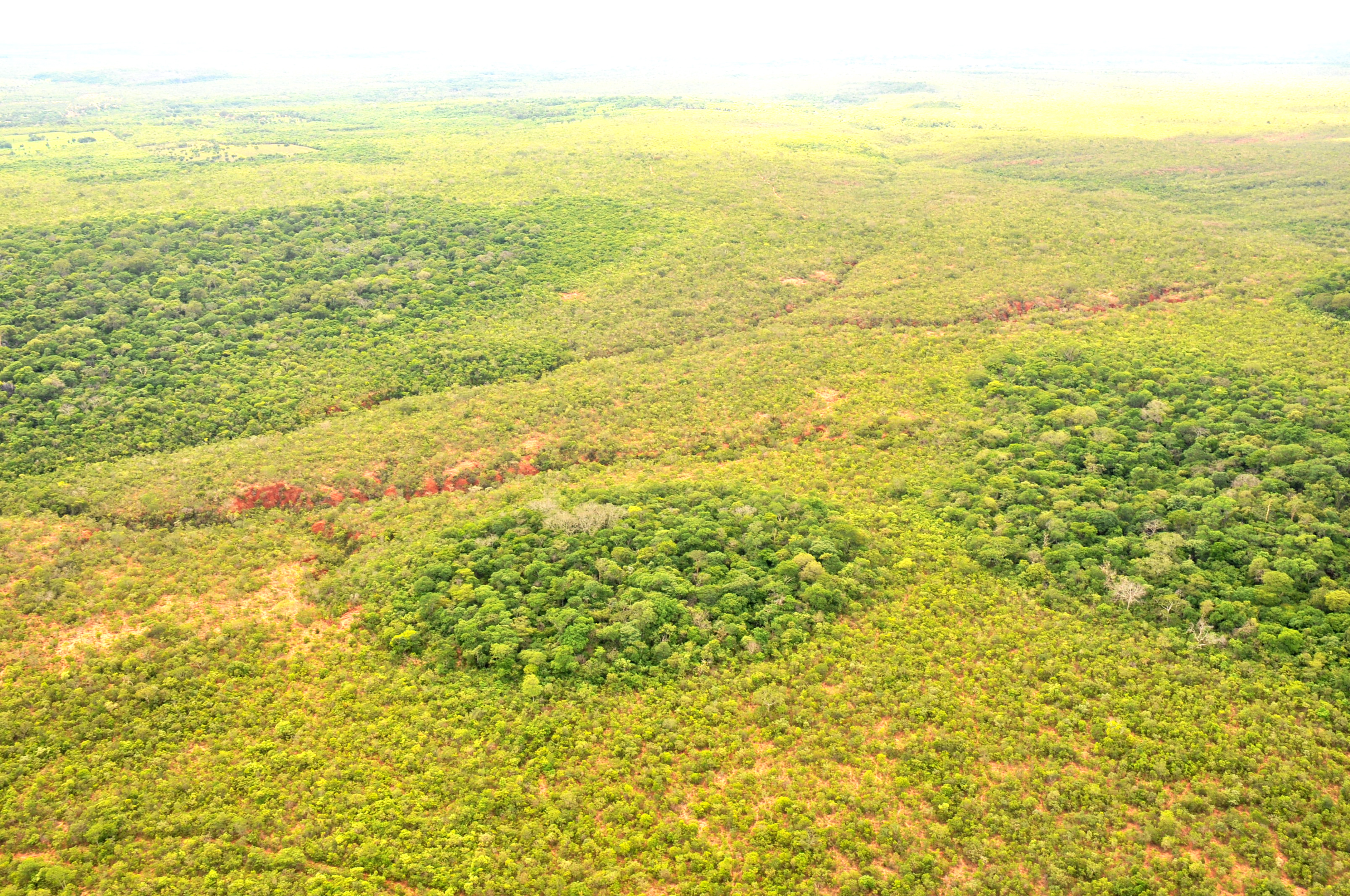 Thousands of hectares of tropical forest are saved