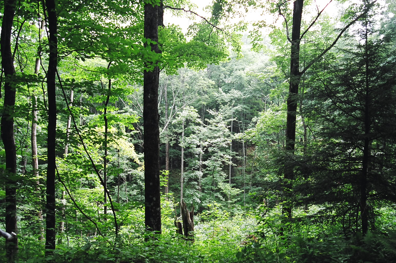 “Epidemiological” Study Demonstrates Climate Change Effects On Forests