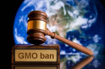 europe-wide-ban-monsanto-gm-corn-imminent-wake-french-study-linking-cancer