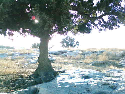 Historic 750-year old tree dies in Jordan
