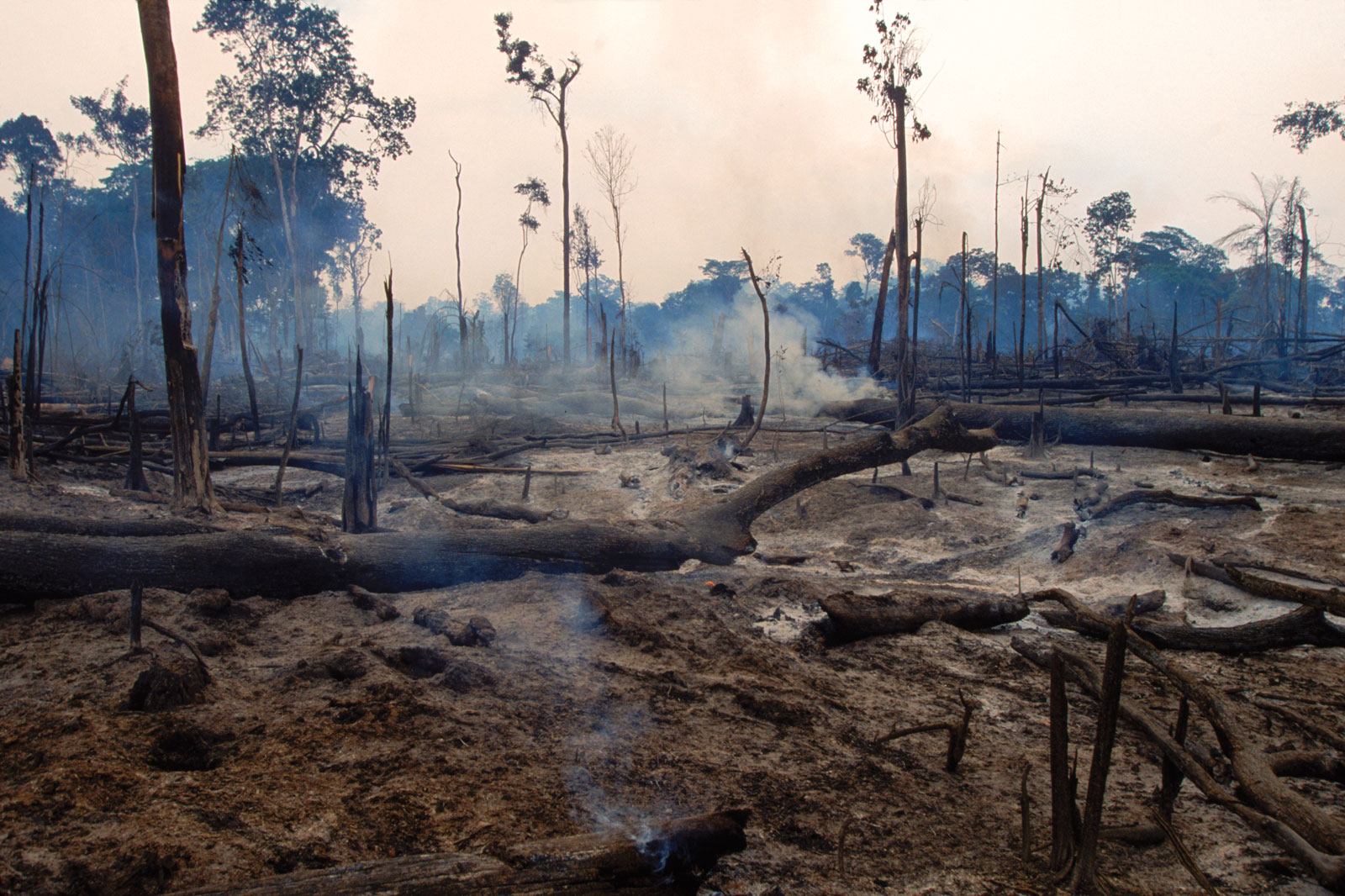 Deforestation of the Brazilian Amazon rainforest has increased almost sixfold