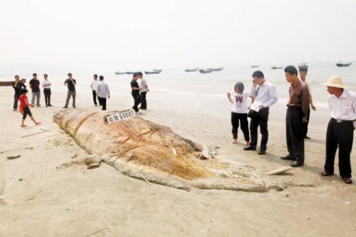 55-feet-long-unknown-fish-species-found-in-china