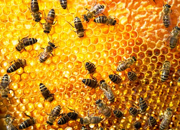 Significant bee colony losses in New Zealand