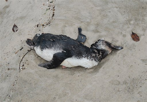 Deaths of penguins on the NZ East Cost caused by seismic testing in the Raukumara Basin?
