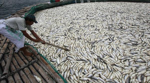 752 metric tons of fish found floating in Taal Lake