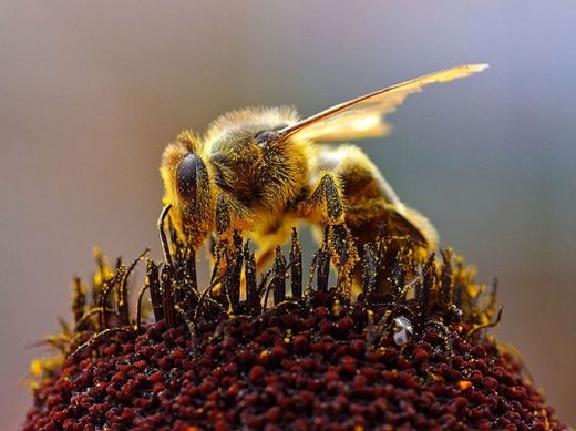 Alarming study – Cell phones are killing bees