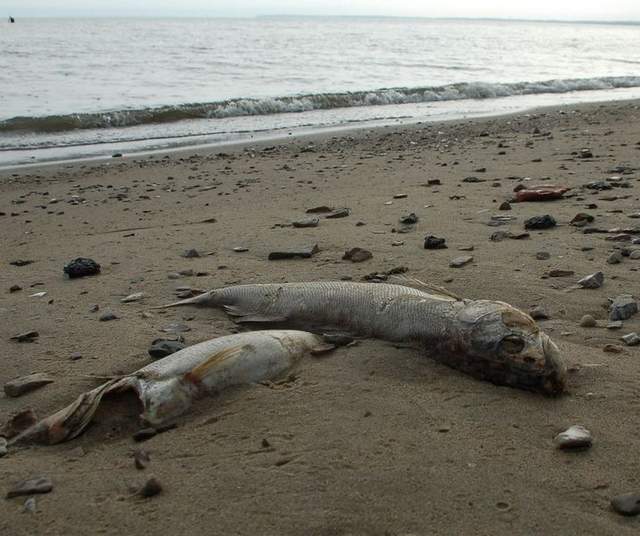 Thousands of dead walleye wash up in Lake Erie
