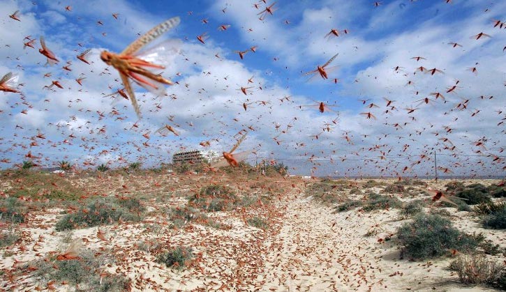 Locust plague ravages NW China