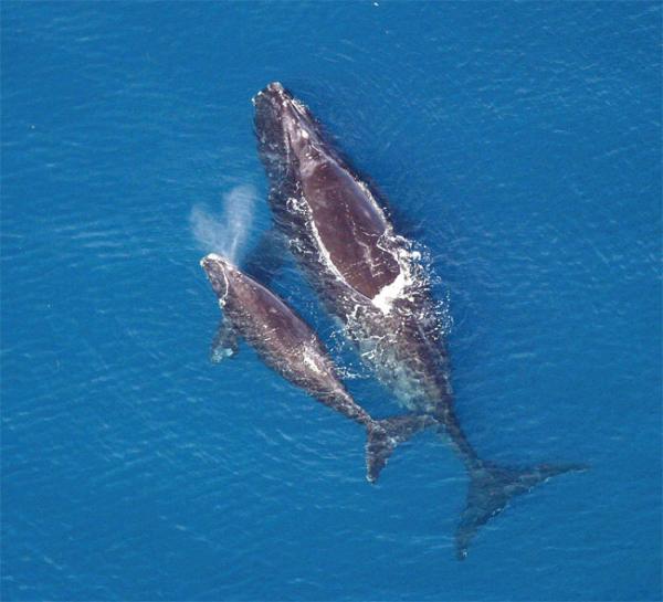 Six whale species heard in the waters near New York City