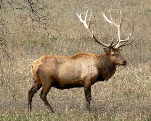 Record wildlife die-offs reported in Northern Rockies