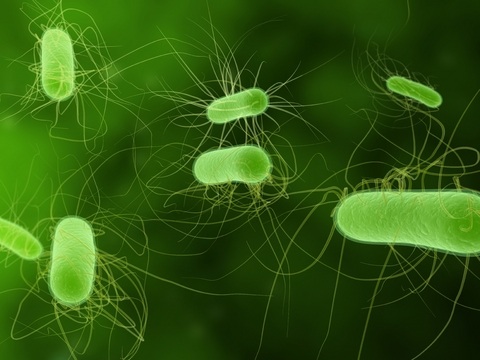 bgi-sequences-genome-of-the-deadly-e-coli-in-germany-and-reveals-new-super-toxic-strain