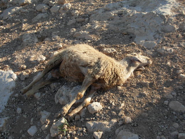 Mystery disease kills 300 sheep within an hour in Saudi Arabia