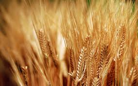 Secret GM wheat experiments begin in Australia