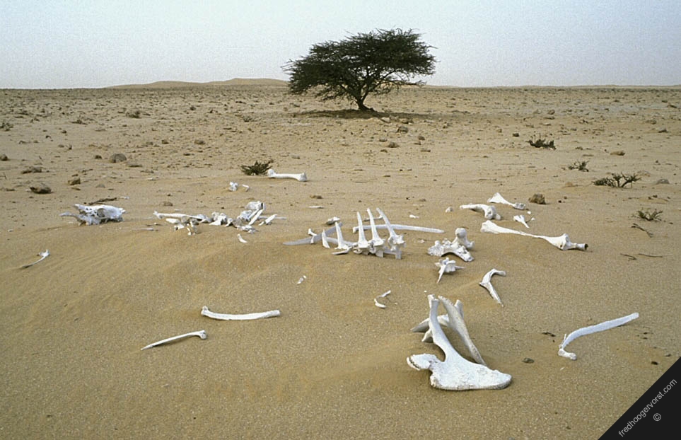 Worsening drought threatens the Mauritania’s livestock