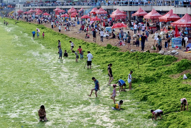 Green algae to continue spread off China’s east coastline