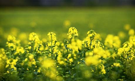 European Parliament strengthens draft laws to ban GM crops