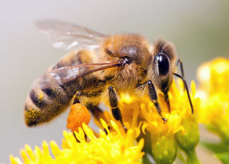 New study suggests severe deficits in UK honeybee numbers