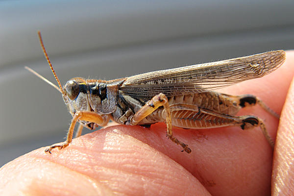 Grasshopper population spiking across Texas
