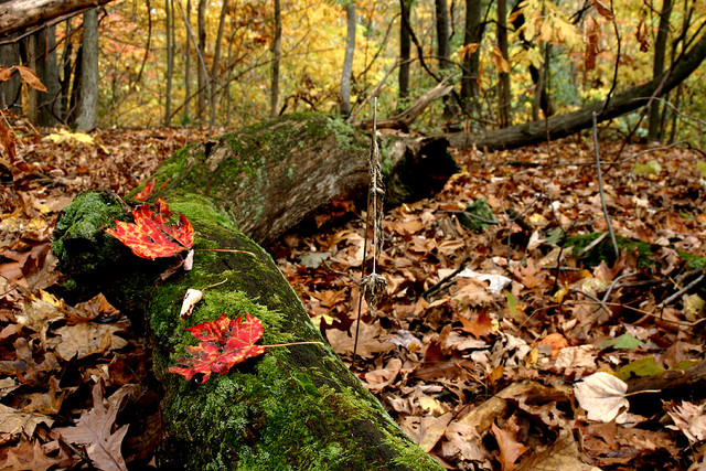 Fallen leaves add similar amounts of mercury to the environment as precipitation