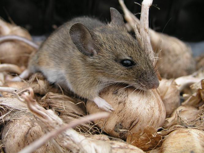 New breed of mice resistant to poisons