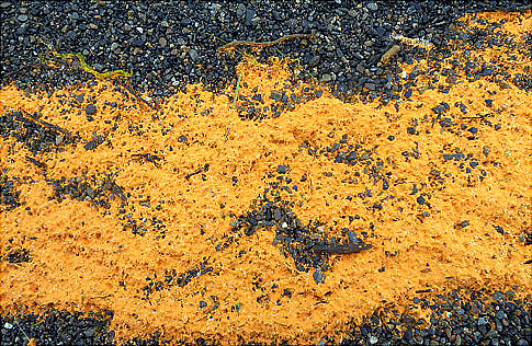 mystery-of-the-orange-substance-invading-from-skies-in-one-of-the-worlds-most-remote-spots