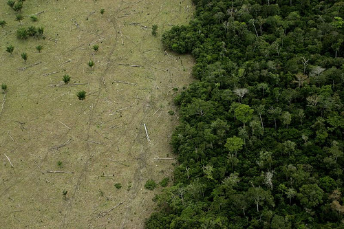 Amazon deforestation on the rise again in Brazil