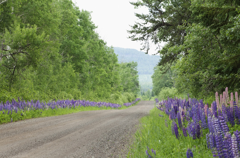 Routine roadwork on rural roads may contribute to the spread of invasive species