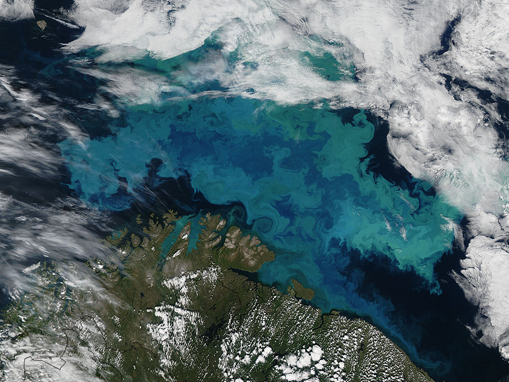 phytoplankton-bloom-in-the-barents-sea